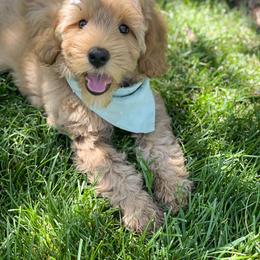 Australian Labradoodle Puppies from Pixie Doodle Paws