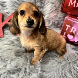 Laffy - Sable female Dachshund puppy in Cabool, Missouri from Dachshund's of Country Magic Farms in Missouri