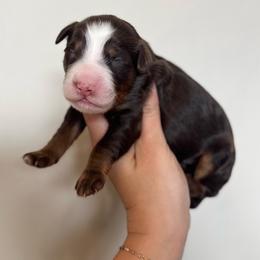 Christmas Pup- Butterball - Brown male Bernedoodle puppy in Bountiful, Utah from EasyBreezyDoodles