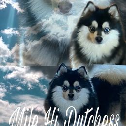 Dutchess - Pomsky