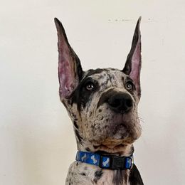Great Dane Puppies from F&B Kennels