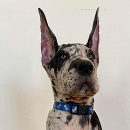 Great Dane Puppies from F&B Kennels