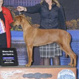 Reggie - Rhodesian Ridgeback