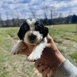 Violet - Tri-Roan female English Springer Spaniel puppy in Winfield, Tennessee from Murphy Farms and Springers
