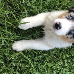Australian Shepherd Puppies from Pine Grove Aussies