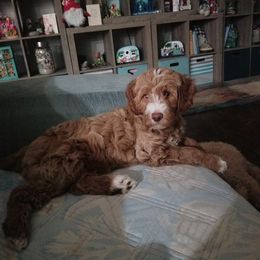 Goldendoodles from Journeys End Goldendoodles