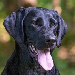 Edie - Labrador Retriever