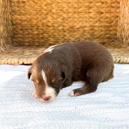 Tiki - Red tri-color female Australian Shepherd puppy in Unionville, Iowa from Soap Creek Kennels