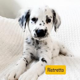 Ristretto - LUA long coat - White and black male Dalmatian puppy in Davenport, Florida from Sunny Jewels Dalmatians