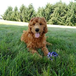 Cavalier King Charles Spaniel, Goldendoodle, and Golden Retriever Puppies from Outback Puppies