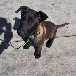 Missy Morgan - Fawn sable Belgian Malinois puppy in Elizabethton, Tennessee from Forever Family K9