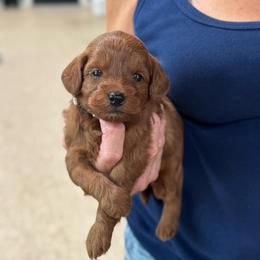 Chase - Red  male Goldendoodle puppy in Wharton, Texas from Little Fur Friends