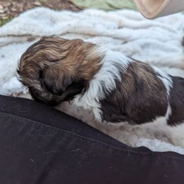Shih Tzu Puppies from We Shih Tzu Not!