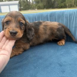 Rock - Red male Dachshund puppy in Tampa, Florida from EntityDachs