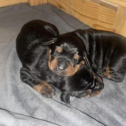 Doberman Pinscher Puppies from Hill Country Family Dobermans