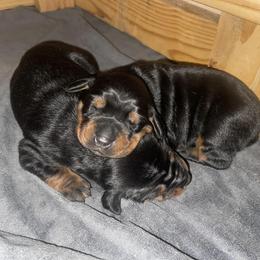 Doberman Pinscher Puppies from Hill Country Family Dobermans