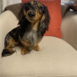 Meeka - Dachshund