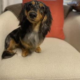 Meeka - Dachshund
