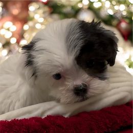 Korean Maltipoo Adam - Black & white male Maltipoo puppy in Mooresville, North Carolina from Clearview Canines