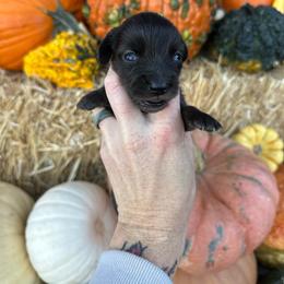 Honor - Fawn (Isabella) male Dachshund puppy in Hermiston, Oregon from The Wanderin’ Doxie