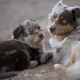 Australian Shepherd Puppies from Silverland Aussies