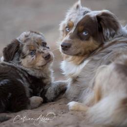 Australian Shepherd Puppies from Silverland Aussies