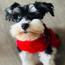 Miniature Schnauzers from Honeys miniature schnauzers
