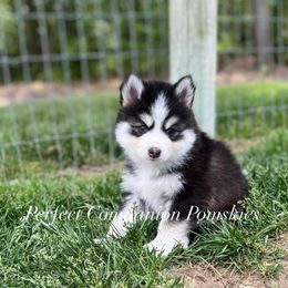 Pomsky Puppies from Perfect Companion Pomskies