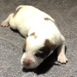 L65-05 - Red speckled male Australian Cattle Dog puppy in Sheridan, Oregon from 6pk Cattledogs
