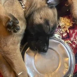 Belgian Malinois Puppies from BlueStone