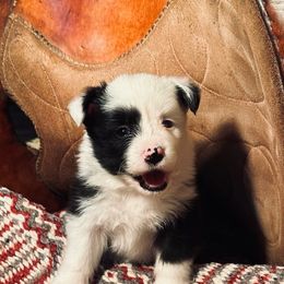 “Matilda” Girl 1 - Border Collie puppy in Salado, Texas from Stellar Kennels