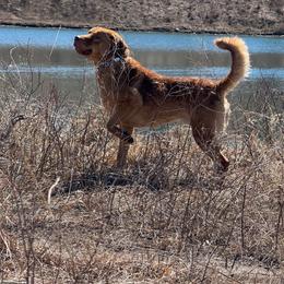 AJ - Chesapeake Bay Retriever