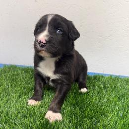 Wyatt Earp - Black & white male Australian Shepherd puppy in Smithfield, Utah from C&C Ranch