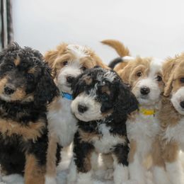 Bernedoodle and Goldendoodle Puppies from Delta Doodles and Poodles