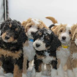 Bernedoodle and Goldendoodle Puppies from Delta Doodles and Poodles