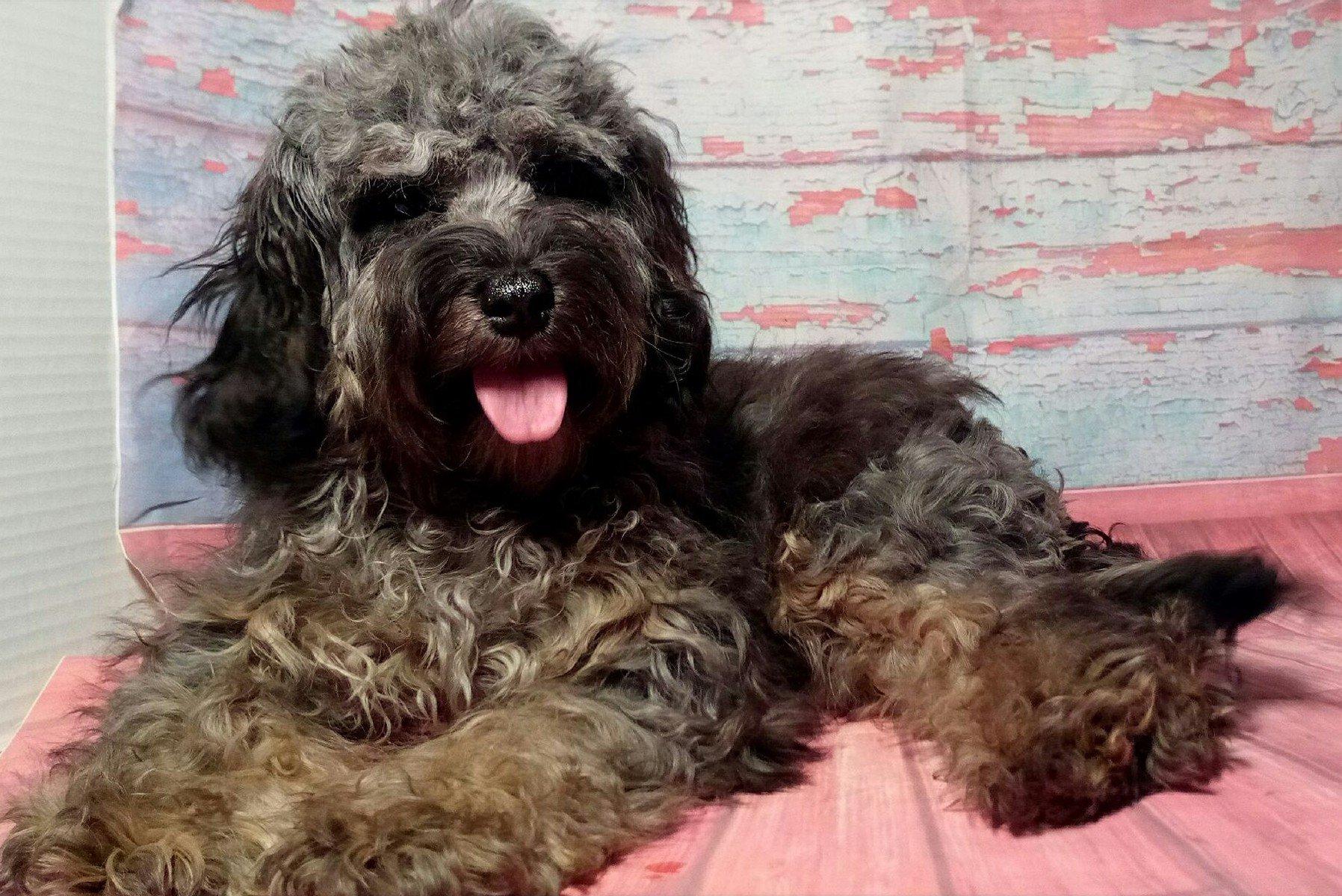 MoonShine Babies in Indiana | Cockapoo, Dachshund or Poodle puppies ...