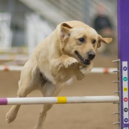 Poppy - Labrador Retriever