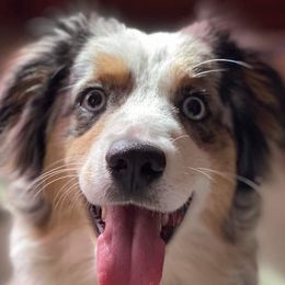 Miniature Australian Shepherds from FinnOak Aussies
