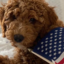 Goldendoodles from Haney’s Doodles