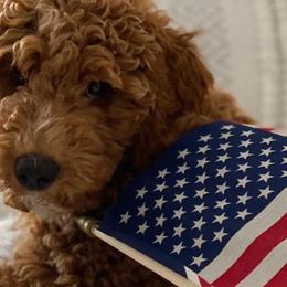 Goldendoodles from Haney’s Doodles