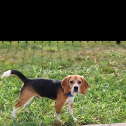Beagle Puppies from Leslie Beagles of Leslie Farm