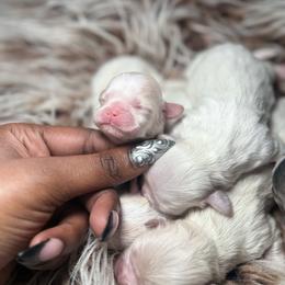 Solé - Cream and white female Shih Tzu puppy in Knightdale, North Carolina from House of Paws Heritage Nursery