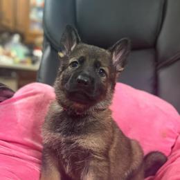 Mr. Red - Sable male German Shepherd puppy in Berlin, Wisconsin from Gypsy Miracle Kennels