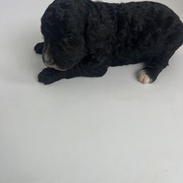 Dark Purple Girl - Bernedoodle puppy in Wexford County, Michigan from Blissful Bernedoodles