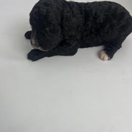Dark Purple Girl - Bernedoodle puppy in Wexford County, Michigan from Blissful Bernedoodles