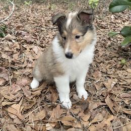 Calling Bird - Sable and white female Collie puppy in Bamberg, South Carolina from Shakhor Ohr Collies and Pomeranians