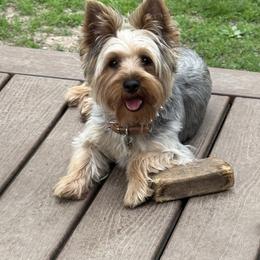 Yorkipoo All Grown Up from Little Creek Yorkiepoos