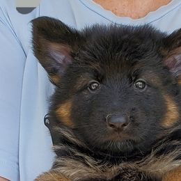 German Shepherds from Presley German Shepherds