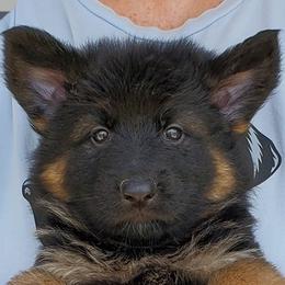 German Shepherds from Presley German Shepherds