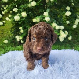 Yellow collar - Phantom female Bernedoodle puppy in Fairmont, West Virginia from Mountainside Doodles, LLC